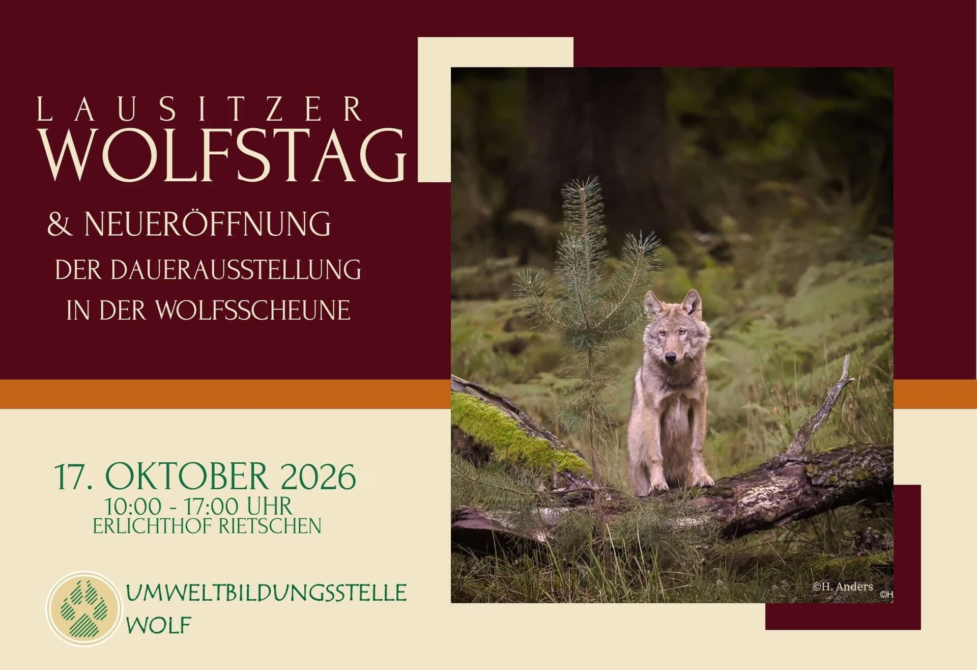Lausitzer Wolfsstag rot