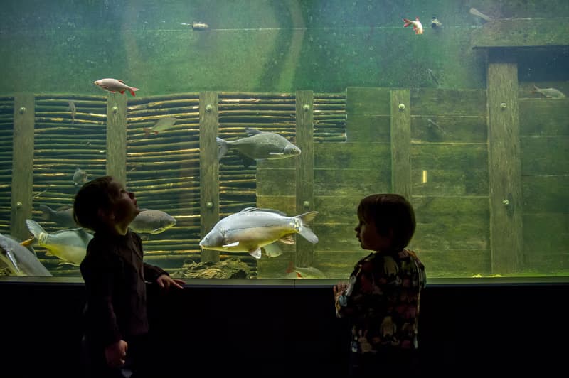 At eye level with carp and co.