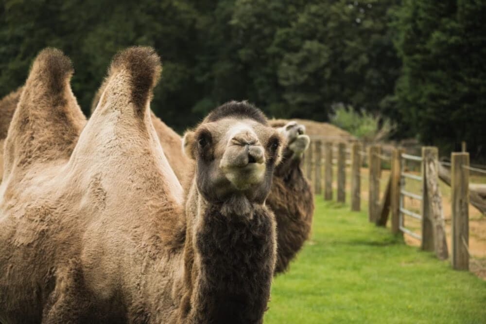 A two-humped camel looks toward the camera beside a wooden fence in a pasture.