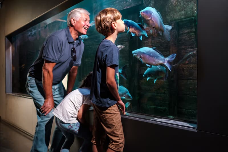 Eye to eye with carp and other aquatic life – Guided tour of the permanent exhibition at the HOUSE OF A THOUSAND PONDS
